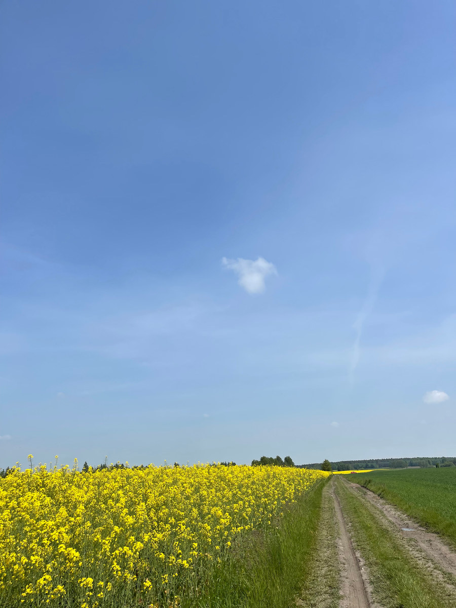 Pole rzepaku i polna droga